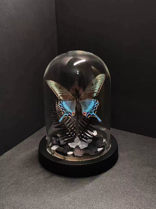 Cinturón Verde con Especímenes de Mariposas Reales en Vitrina de Cristal - Image 9