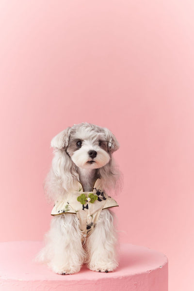 Chaleco sin Mangas Estilo Chino para Mascotas - Diseño Panda Teddy Schnauzer Bichón - Image 36
