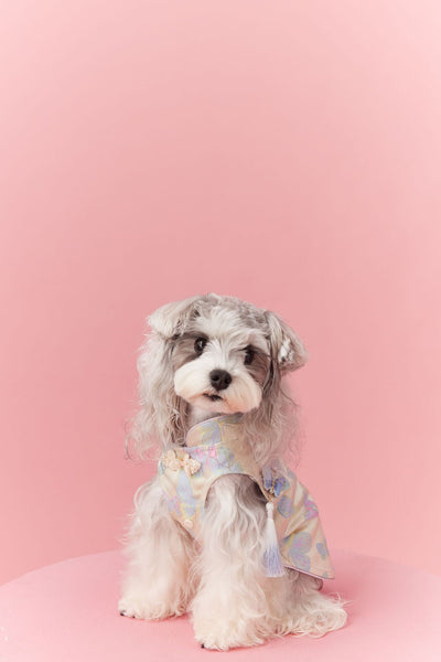 Chaleco Cheongsam Estilo Neo-Chino para Mascotas Pequeños - Schnauzer y Bichón - Image 28