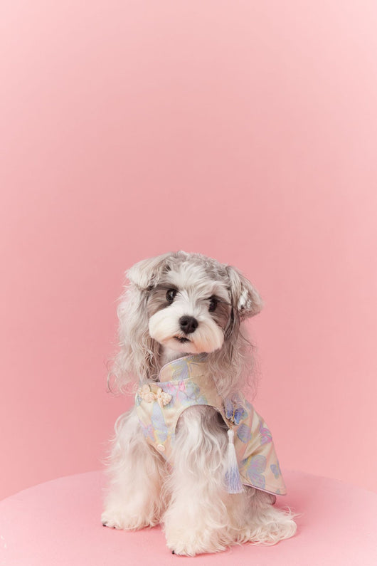 Chaleco Cheongsam Estilo Neo-Chino para Mascotas Pequeños - Schnauzer y Bichón - Image 28