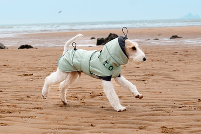 Abrigo Impermeable para Perros - Protección Contra Viento y Frío - Image 13