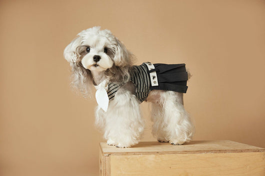 Vestido Rayado Primavera y Verano para Perros - Image 23