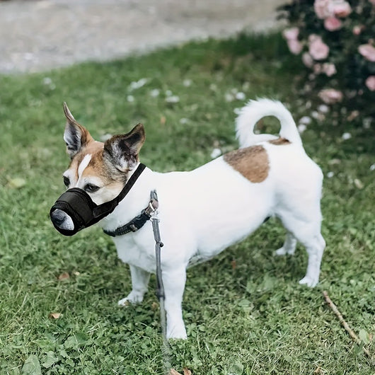 Bozal Ajustable para Perros - Control de Mordidas, Ladridos y Comportamiento - Image 17