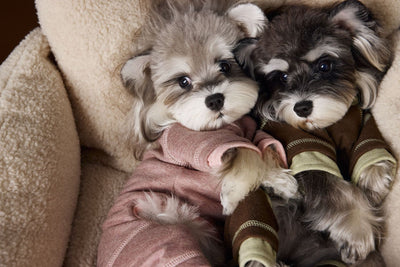 Ropa para Perros Teddy Schnauzer Bichon Bicolor Cómoda - Image 15