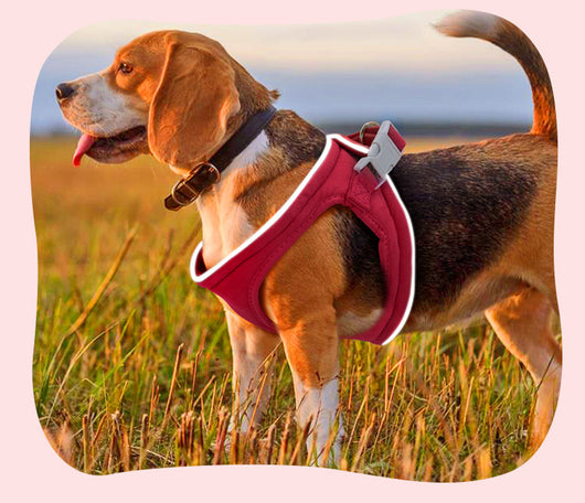 Arnés de Paseo para Perros con Correa Integrada - Image 23