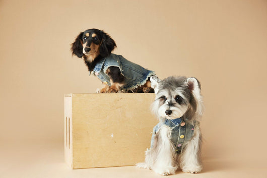 Chaleco Denim sin Mangas con Bordado Schnauzer Maltés Teddy - Image 43