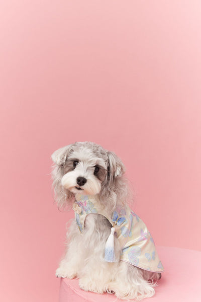 Chaleco Cheongsam Estilo Neo-Chino para Mascotas Pequeños - Schnauzer y Bichón - Image 48