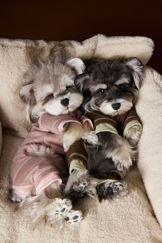 Ropa para Perros Teddy Schnauzer Bichon Bicolor Cómoda - Image 35