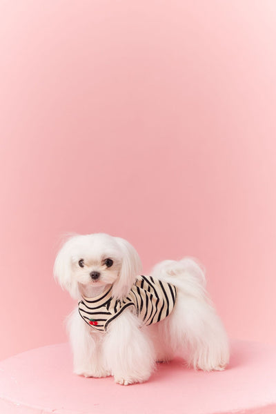 Chaleco sin Mangas Schnauzer Teddy Bichón a Rayas Cerezo - Image 18
