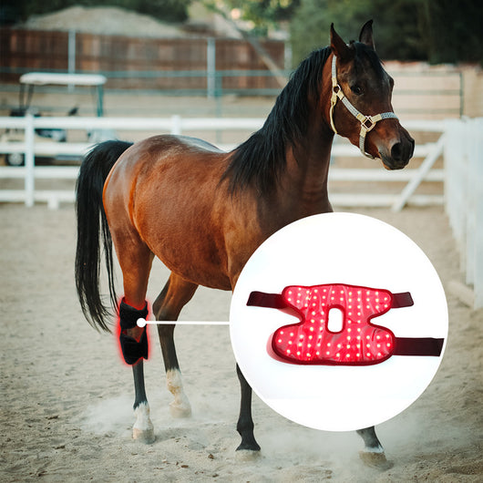 Dispositivo Portátil de Fototerapia para Recuperación de Espalda y Rodillas en Caballos - Image 9