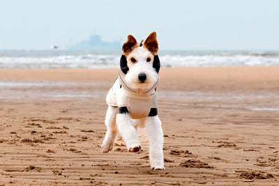 Abrigo Impermeable para Perros - Protección Contra Viento y Frío - Image 29
