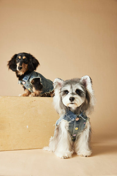 Chaleco Denim sin Mangas con Bordado Schnauzer Maltés Teddy - Image 35