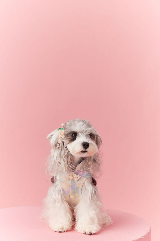 Chaleco Cheongsam Estilo Neo-Chino para Mascotas Pequeños - Schnauzer y Bichón - Image 16