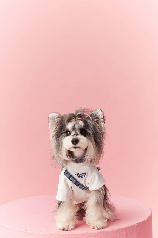 Ropa de Verano para Perros Pequeños - Teddy Schnauzer Bichón - Image 14