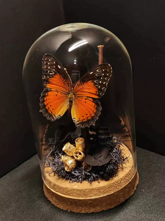 Cinturón Verde con Especímenes de Mariposas Reales en Vitrina de Cristal - Image 13