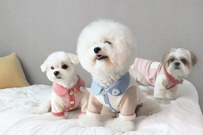 Disfraz para Cachorro Yorkshire con Diseño Acanalado - Image 15