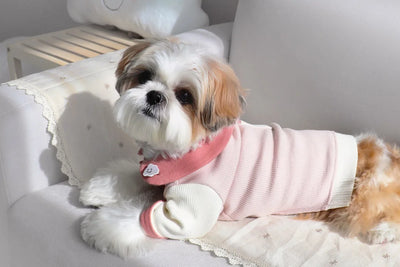 Disfraz para Cachorro Yorkshire con Diseño Acanalado - Image 14