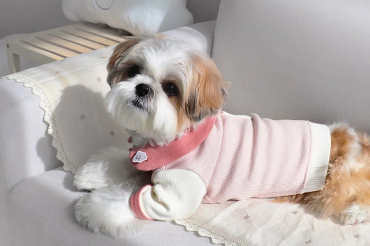 Disfraz para Cachorro Yorkshire con Diseño Acanalado - Image 14
