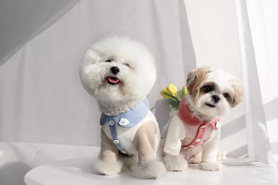 Disfraz para Cachorro Yorkshire con Diseño Acanalado - Image 13