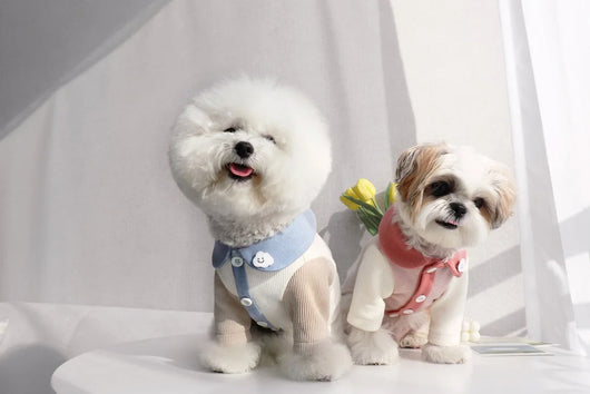 Disfraz para Cachorro Yorkshire con Diseño Acanalado - Image 13