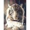 Pintura por Números Tigre Blanco