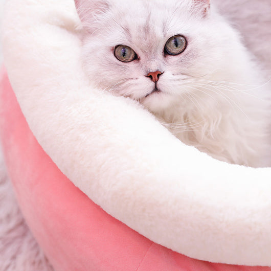 Arena para Gatos Invierno - Image 6