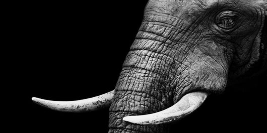 Póster Lienzo Vida Silvestre Africana - Image 13