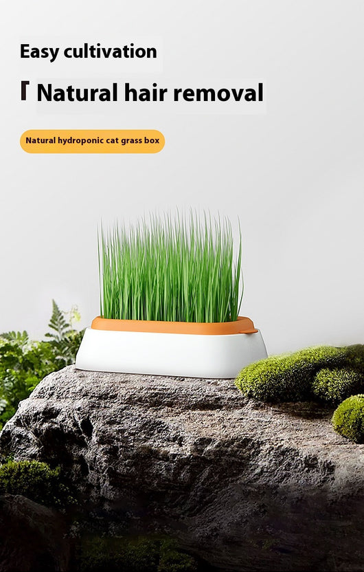 Maceta Hidropónica sin Tierra para Cultivo de Pasto de Gato - Image 14