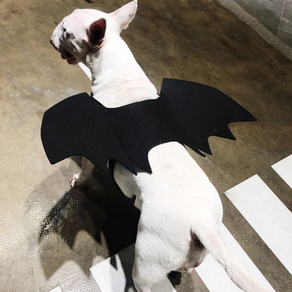 Alas de Murciélago para Perros - Accesorio Disfraz Transformable