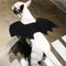 Alas de Murciélago para Perros - Accesorio Disfraz Transformable