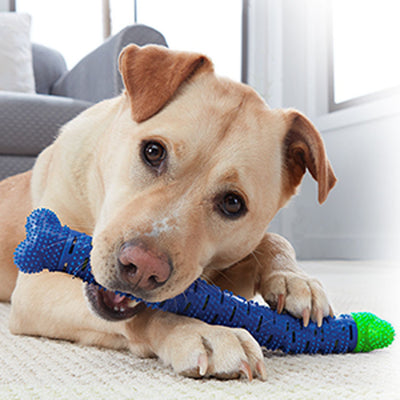 Limpiador Dental Masticable para Perros - Juguete Cepillo de Dientes Azul y Verde - Image 10