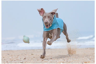 Chaleco Térmico para Perros Medianos y Grandes - Resistente al Agua y Lavable - Image 11