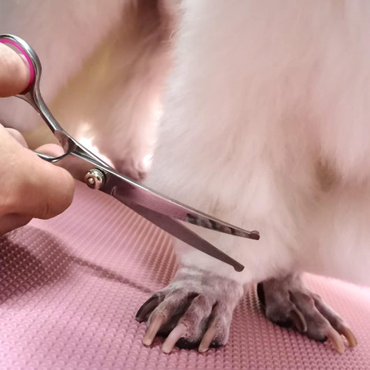 Kit Profesional de Tijeras para Aseo de Mascotas con Puntas de Seguridad - Image 11