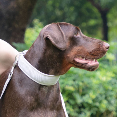 Arnés Gentleman Gris Pizarra en Pana - Collar y Pechera Premium para Mascotas - Image 5