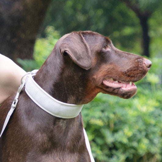 Arnés Gentleman Gris Pizarra en Pana - Collar y Pechera Premium para Mascotas - Image 5