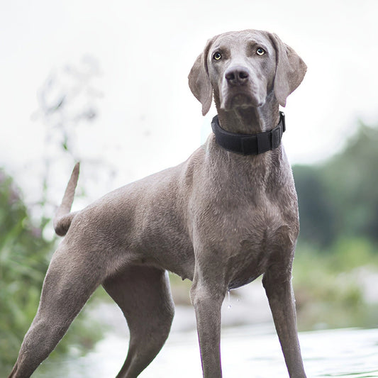Collar Táctico Antiexplosión para Perros