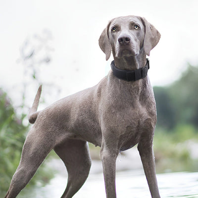 Collar Táctico Antiexplosión para Perros