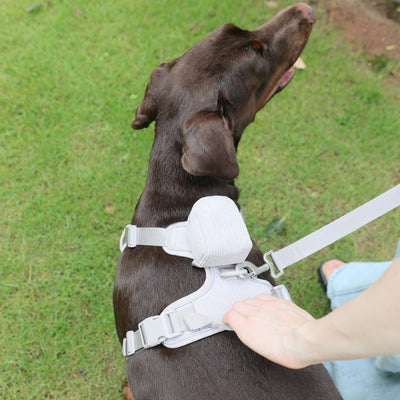 Arnés Gentleman Gris Pizarra en Pana - Collar y Pechera Premium para Mascotas - Image 16
