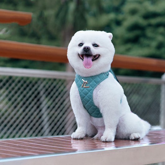 Arnés Pectoral con Cuerda para Perros Pequeños - Teddy y Corgi - Image 11
