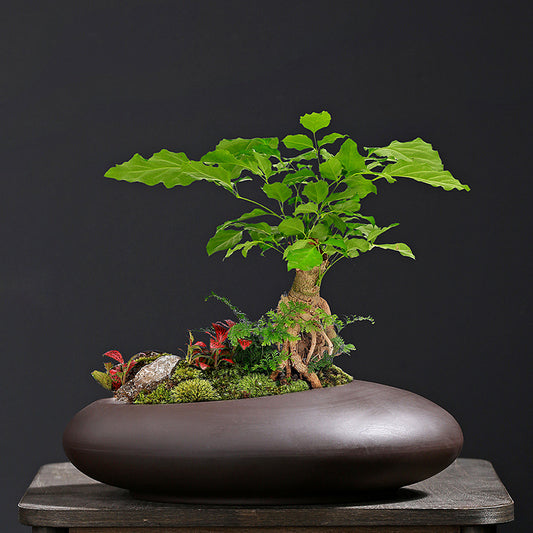 Maceta Retro Morada con Diseño de Arena y Plantas Verdes - Image 2