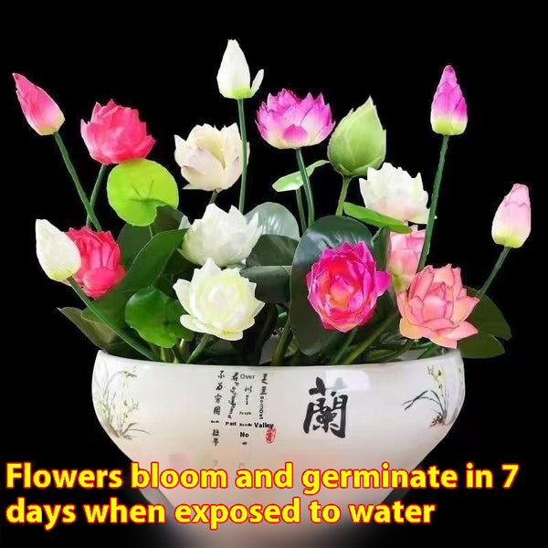 Maceta Lotus Autorriego con Plantas Hidropónicas Vivas