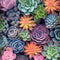 Succulent 12 X 16inch