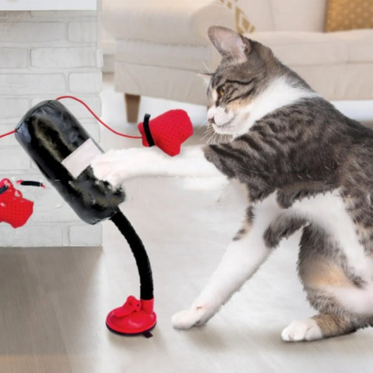 Cat teaser toy with a black elastic cord, mesh bag, and a small red boxing glove, held by a hand showing its suction cup base.