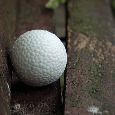 Pelota Masticable Resistente para Perros - Juguete ETPU Duradero - Image 10