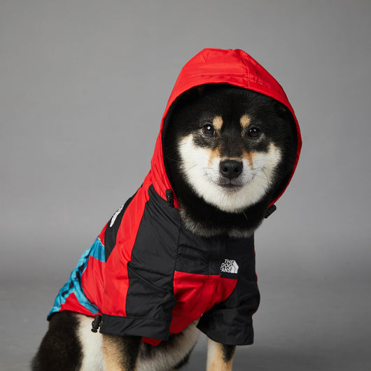 Chaqueta Impermeable y Cortavientos para Perros - Image 3