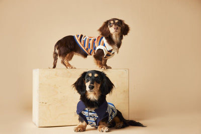 Polo sin Mangas a Rayas para Perros - Chaleco Elegante y Cómodo - Image 9