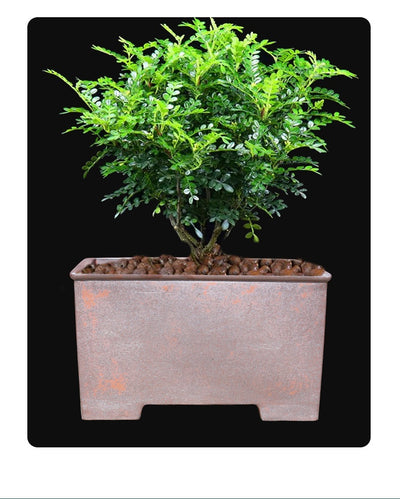 Maceta Cuadrada Grande de Cerámica Yixing para Bonsái y Plantas Leñosas - Image 10