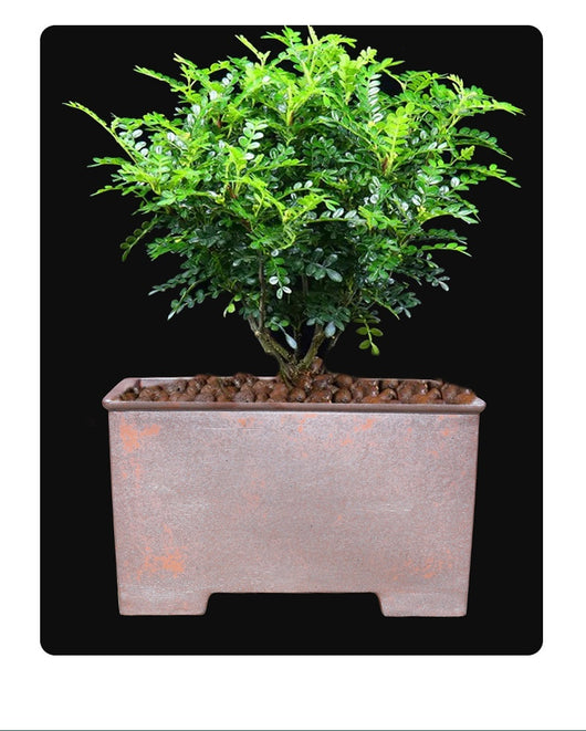 Maceta Cuadrada Grande de Cerámica Yixing para Bonsái y Plantas Leñosas - Image 10