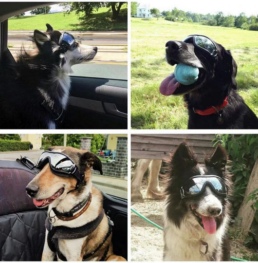 Gafas de Protección Solar UV para Mascotas - Resistentes al Agua y Viento - Image 6