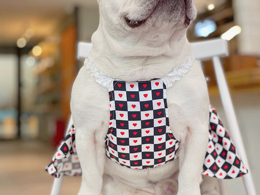 Ropa para Mascotas Ajedrez Primavera y Verano Bichón - Image 10